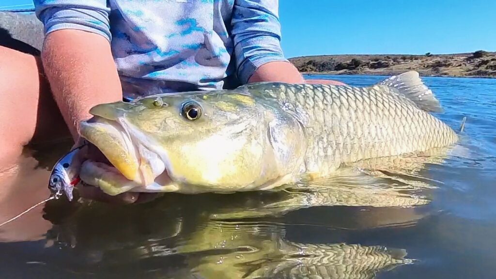 Largemouth Yellowfish BX Brat