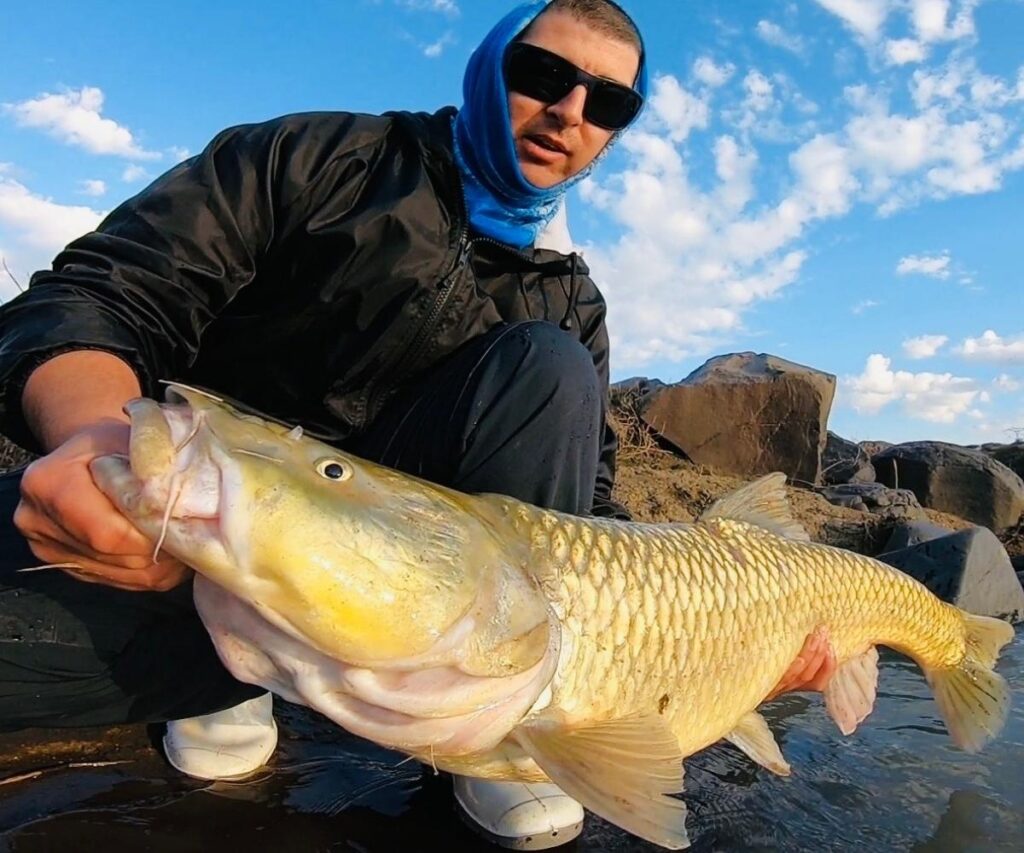 Largemouth yellowfish Orange river gold