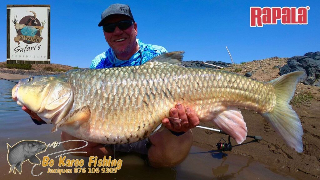 Largemouth yellowfish big
