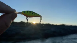 Largemouth yellowfish4 1920