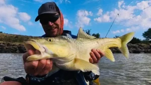 Large Largemouth Yellowfish caught on lure in the Orange River in South Africa