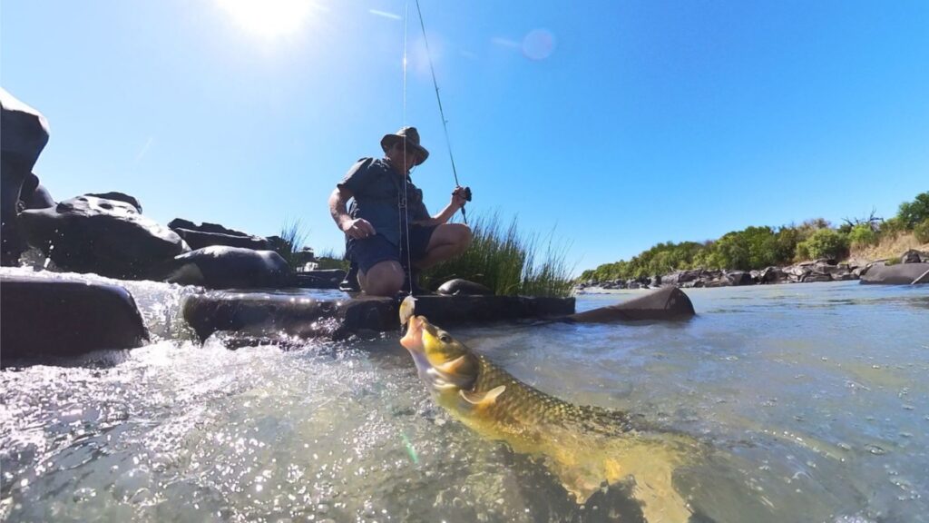 slypsteen river yellowfish