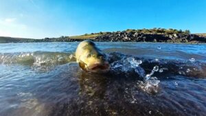 Why yellowfish follow lures without striking in the Orange River