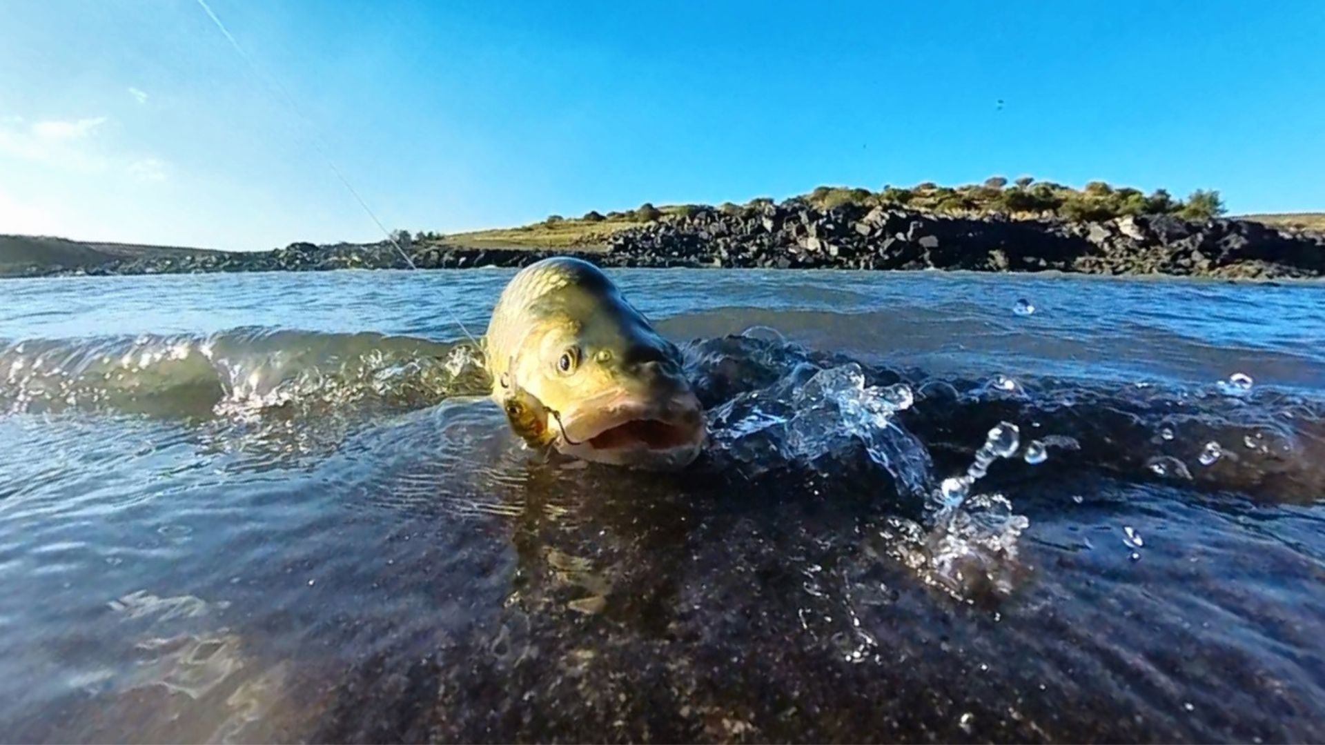 Why yellowfish follow lures without striking in the Orange River